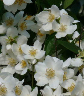 Philadelphus 'Dame Blanche'